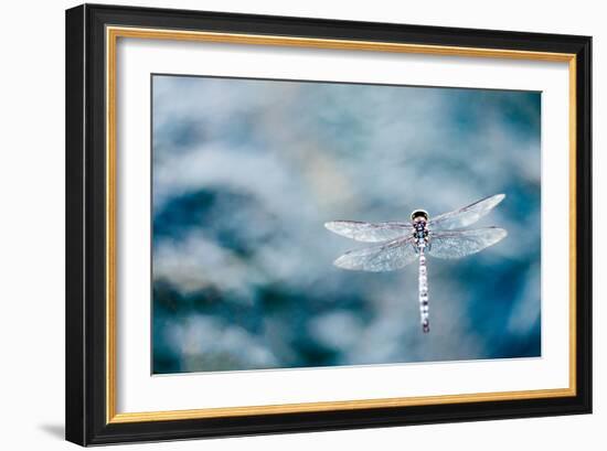 Dragonfly Hovering over Blue Water-James White-Framed Photographic Print