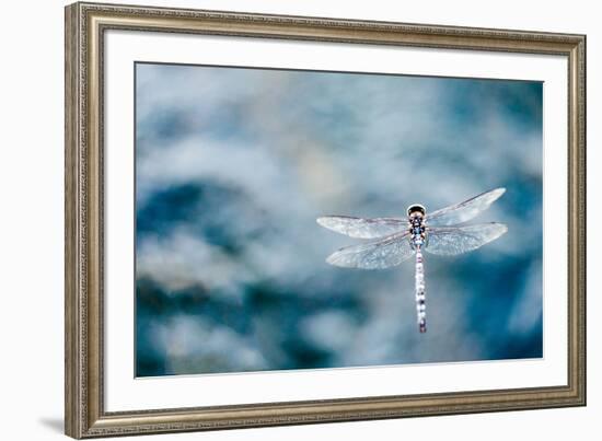 Dragonfly Hovering over Blue Water-James White-Framed Photographic Print