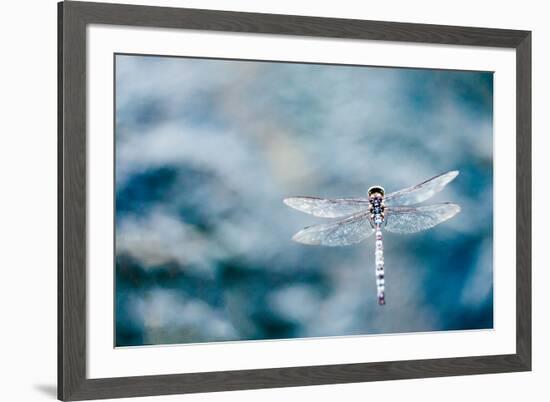 Dragonfly Hovering over Blue Water-James White-Framed Photographic Print