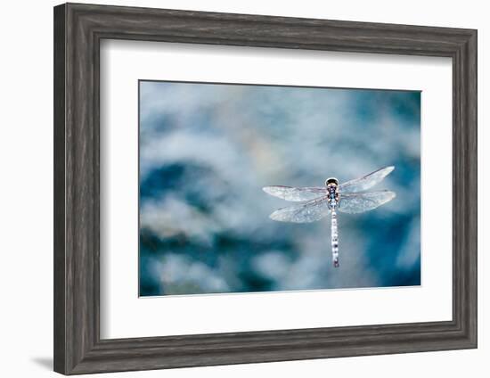 Dragonfly Hovering over Blue Water-James White-Framed Photographic Print