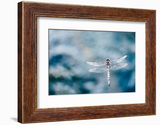 Dragonfly Hovering over Blue Water-James White-Framed Photographic Print