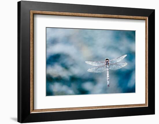 Dragonfly Hovering over Blue Water-James White-Framed Photographic Print