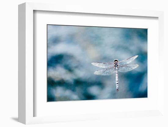 Dragonfly Hovering over Blue Water-James White-Framed Photographic Print