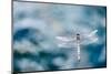 Dragonfly Hovering over Blue Water-James White-Mounted Photographic Print