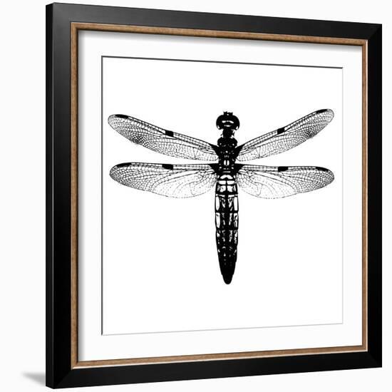 Dragonfly I-Clara Wells-Framed Giclee Print