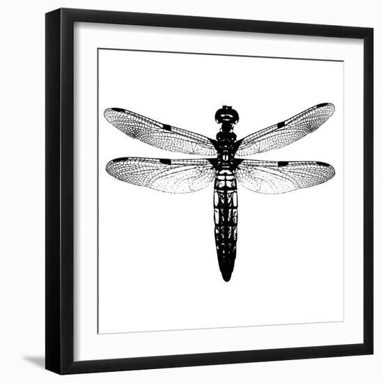 Dragonfly I-Clara Wells-Framed Giclee Print