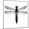 Dragonfly I-Clara Wells-Mounted Giclee Print