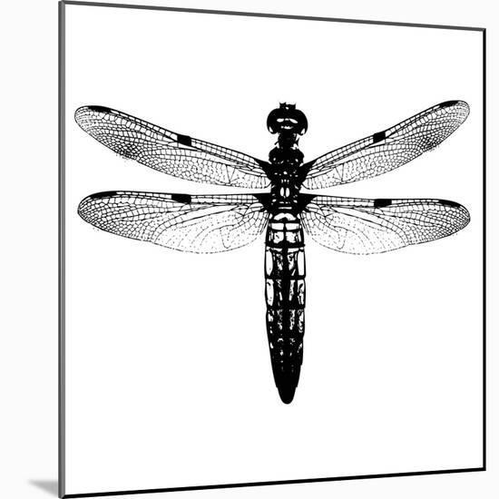 Dragonfly I-Clara Wells-Mounted Giclee Print