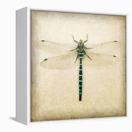 Dragonfly I-Amy Melious-Framed Stretched Canvas