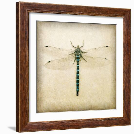 Dragonfly I-Amy Melious-Framed Art Print