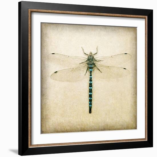 Dragonfly I-Amy Melious-Framed Art Print