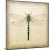 Dragonfly I-Amy Melious-Mounted Art Print