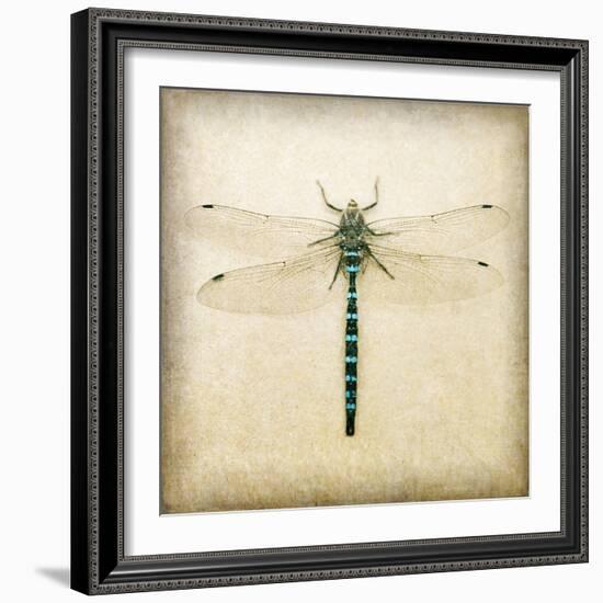 Dragonfly I-Amy Melious-Framed Art Print