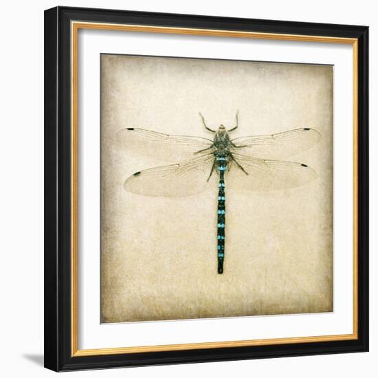 Dragonfly I-Amy Melious-Framed Art Print