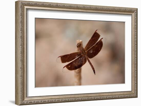 Dragonfly II-Erin Berzel-Framed Photographic Print