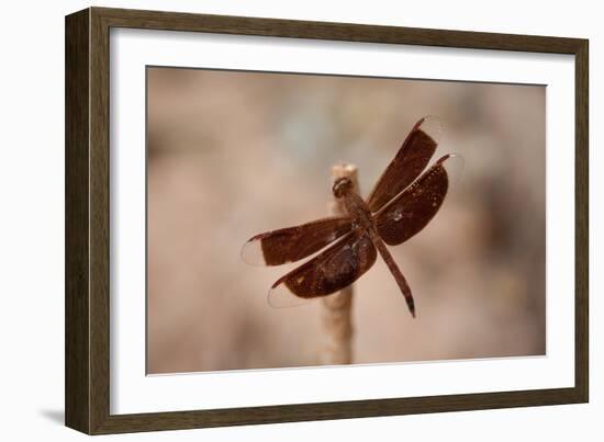 Dragonfly II-Erin Berzel-Framed Photographic Print