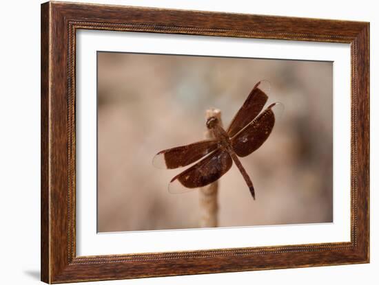 Dragonfly II-Erin Berzel-Framed Photographic Print