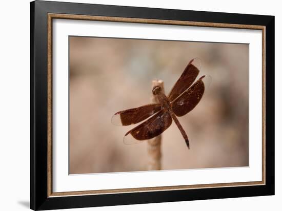 Dragonfly II-Erin Berzel-Framed Photographic Print