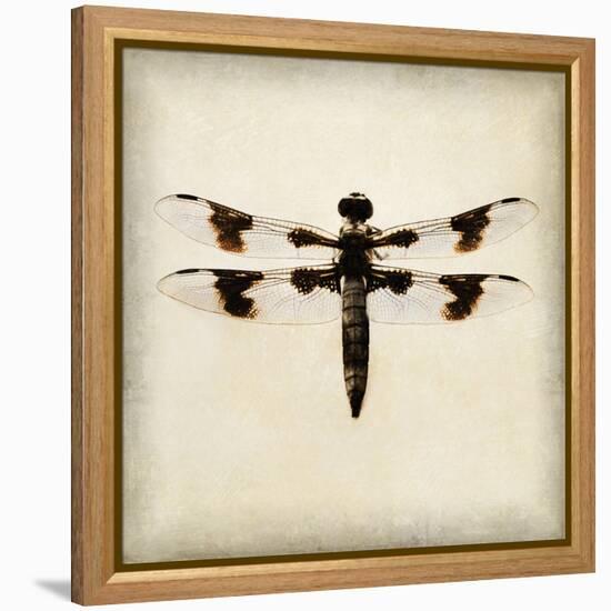 Dragonfly II-Amy Melious-Framed Stretched Canvas