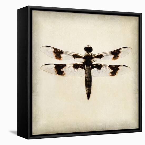 Dragonfly II-Amy Melious-Framed Stretched Canvas