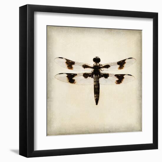 Dragonfly II-Amy Melious-Framed Art Print