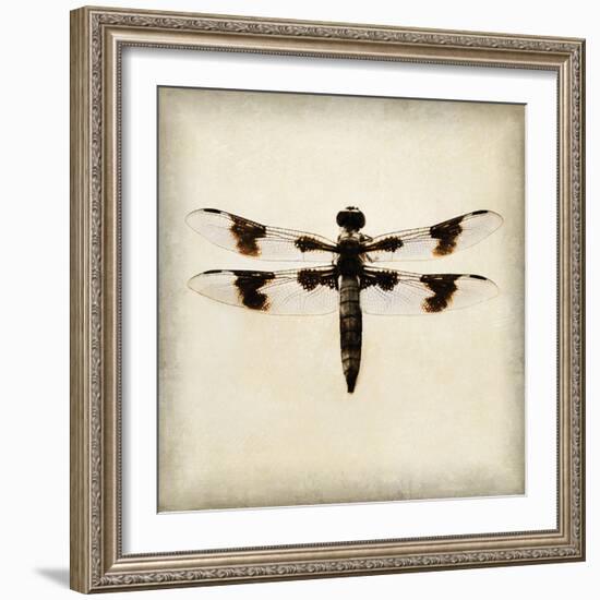 Dragonfly II-Amy Melious-Framed Art Print