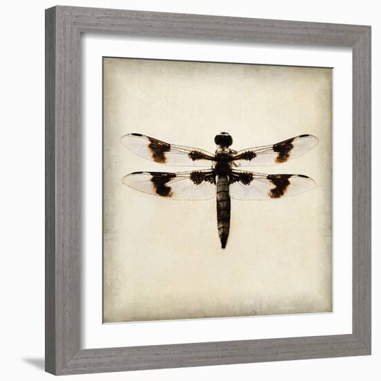 Dragonfly II-Amy Melious-Framed Art Print