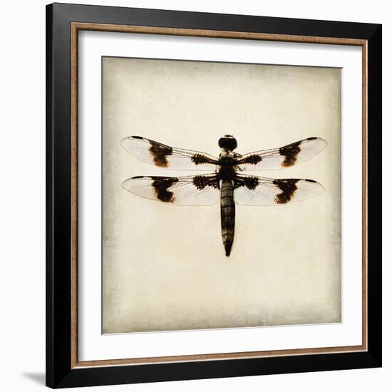 Dragonfly II-Amy Melious-Framed Art Print