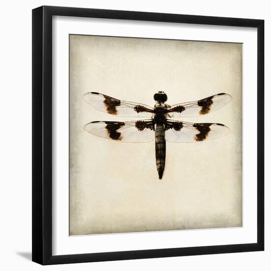 Dragonfly II-Amy Melious-Framed Art Print