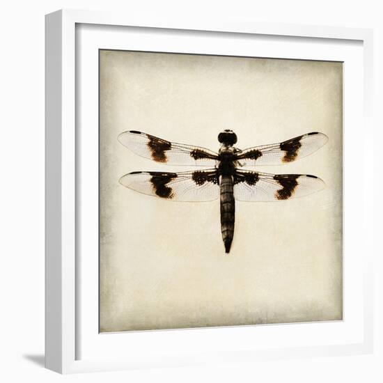 Dragonfly II-Amy Melious-Framed Art Print