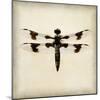 Dragonfly II-Amy Melious-Mounted Art Print