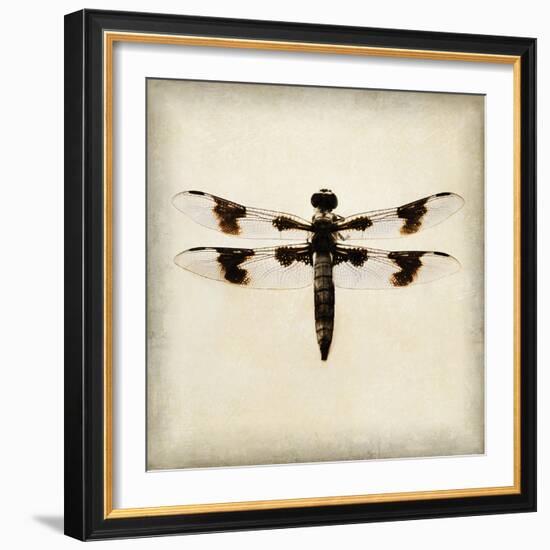 Dragonfly II-Amy Melious-Framed Art Print