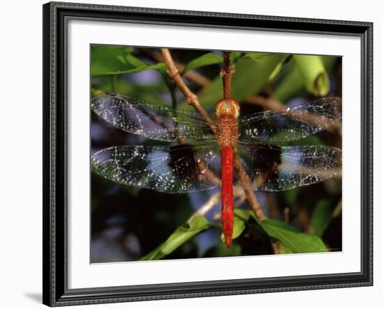 Dragonfly in Ankarana Reserve, Madagascar-Pete Oxford-Framed Photographic Print