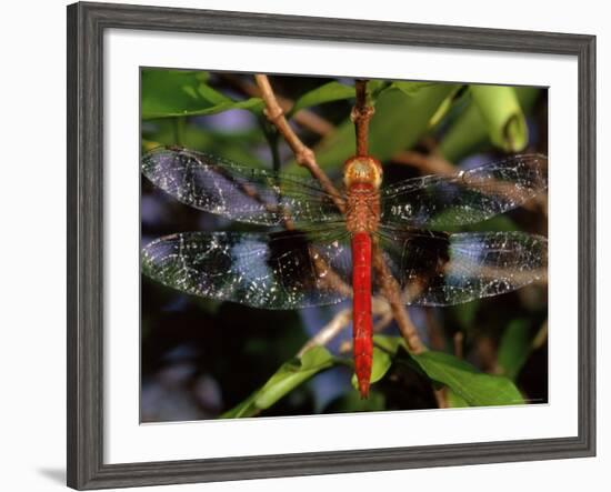 Dragonfly in Ankarana Reserve, Madagascar-Pete Oxford-Framed Photographic Print