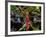 Dragonfly in Ankarana Reserve, Madagascar-Pete Oxford-Framed Photographic Print