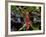Dragonfly in Ankarana Reserve, Madagascar-Pete Oxford-Framed Photographic Print