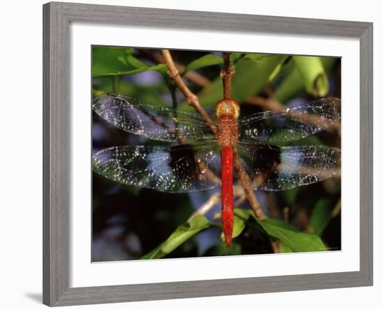 Dragonfly in Ankarana Reserve, Madagascar-Pete Oxford-Framed Photographic Print