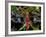 Dragonfly in Ankarana Reserve, Madagascar-Pete Oxford-Framed Photographic Print