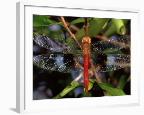 Dragonfly in Ankarana Reserve, Madagascar-Pete Oxford-Framed Photographic Print