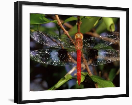 Dragonfly in Ankarana Reserve, Madagascar-Pete Oxford-Framed Photographic Print