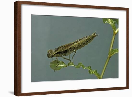 Dragonfly Larva-Paul Starosta-Framed Photographic Print