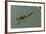 Dragonfly Larva-Paul Starosta-Framed Photographic Print