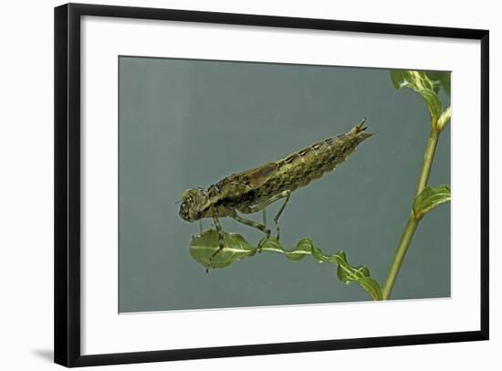 Dragonfly Larva-Paul Starosta-Framed Photographic Print