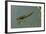 Dragonfly Larva-Paul Starosta-Framed Photographic Print