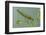 Dragonfly Larva-Paul Starosta-Framed Photographic Print