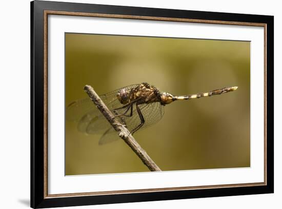 Dragonfly, Madagascar-Paul Souders-Framed Photographic Print