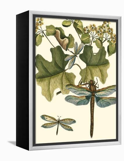 Dragonfly Medley II-null-Framed Stretched Canvas