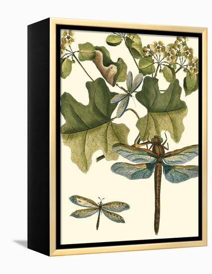 Dragonfly Medley II-null-Framed Stretched Canvas