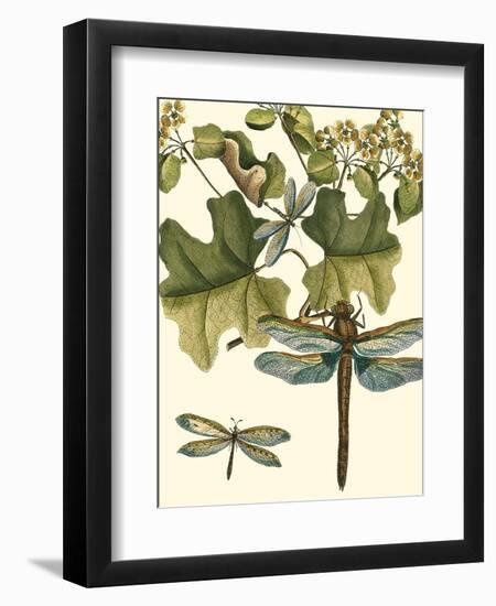 Dragonfly Medley II-null-Framed Art Print