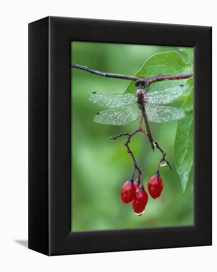 Dragonfly on Branch-Nancy Rotenberg-Framed Premier Image Canvas